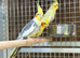 Cocktails parrot