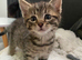 5 stunning Bengal kittens READY NOW