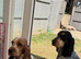 Show cocker puppies