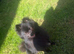 Beautiful Black pedigree Pom
