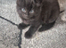 Black fluffy kitten