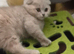 Beautiful lilic Kitten