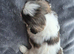 4 Girls and 2 Boys Available Dalmellington Ayr (Scotland)