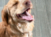 Cocker spaniel