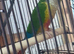 Pineapple Conure Ready to Breed