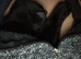1 male kitten available £30 from long Eaton