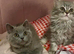 Two beautiful British Shorthair and Longhair Kittens