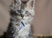 5 beautiful mainecoon kittens available