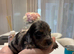 Long hair/short hair miniature dachshund