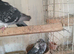POUTER PIGEONS
