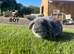 Mini Lop Kits