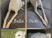 KC Registered Cream Italian Greyhound Puppies