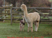 BAS registered breeding females or pets