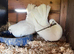 Fan tailed Dove’s for sale