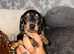 Miniature DACHSHUND