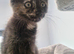 Tortoishell female kitten