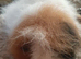 Swiss female guinea pig available