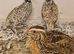 2 cock birds