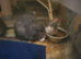 Blue tortoiseshell female kitten