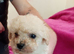 Toy poodles