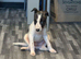 Saluki deerhound 8 weeks old
