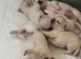 Long coat chihuahua boys