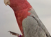 Tame and talking galah