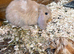 Gorgeous mini lop babies