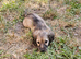 Miniature longhaired daschund puppies!