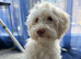 Female cockapoo