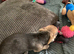 Chihuahua bitch  puppy