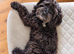 Beautiful CockerSpanial X Poodle pups