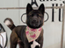 Female American Akita