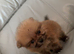 Tiny Pomeranian puppies