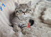 4 beautiful exotic x kittens