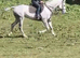 Briana gorgeous 10 yr old  grey mare 16.1