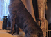 Beautiful cane-corso puppies