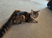 Maine coon x bengal kittens