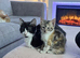 Maine coon cross kittens