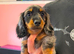 Kc long haired miniature dachshund