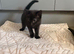Beautiful 8-Week-Old Black & White Kittens Looking for Loving Homes