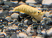 Yellow golden back shrimp