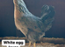 Coloured hybrid hens at pol