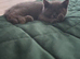 British shorthair kittens