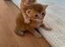 For Sale 5 beautiful kittens!