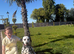 Kc Dalmatian puppies