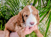 6 week old outstanding full DNA tested Cockerpoo puppies