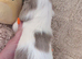 Long hair miniature dachshunds