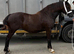 3 year old Fronarth filly