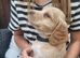 Gorgeous litter of golden cocker spaniel puppies